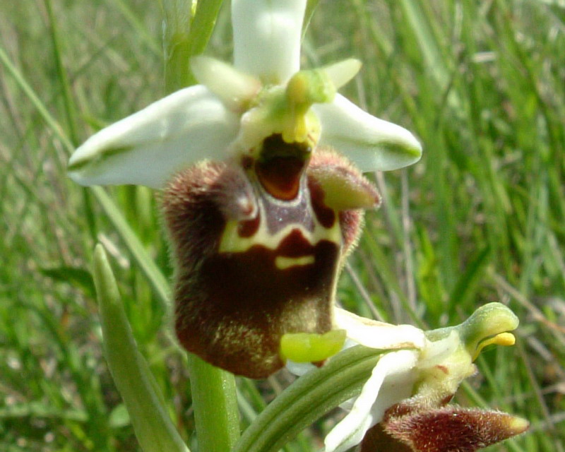 Ophrys fuciflora